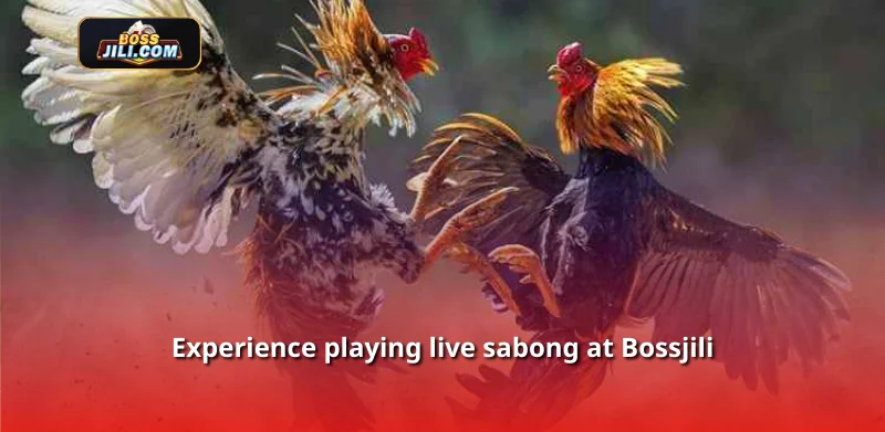 Experience playing live sabong at Bossjili