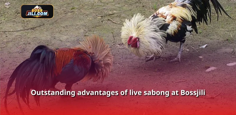 Outstanding advantages of live sabong at Bossjili