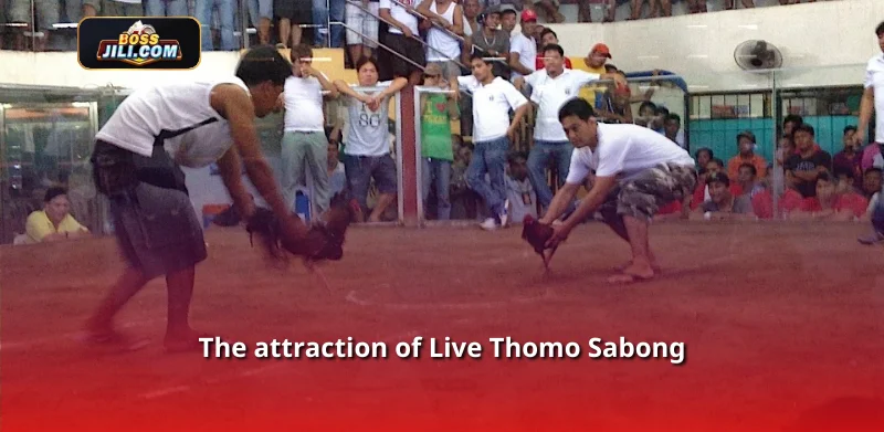 The attraction of Live Thomo Sabong